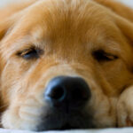 natural sleep